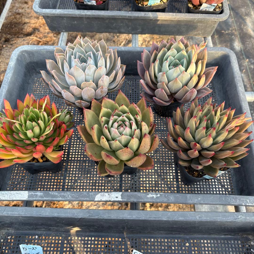 エケベリア 5種 特大 すごく大きい子セット 抜き苗 多肉植物