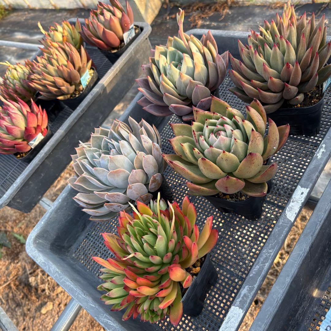 エケベリア 5種 特大 すごく大きい子セット 抜き苗 多肉植物