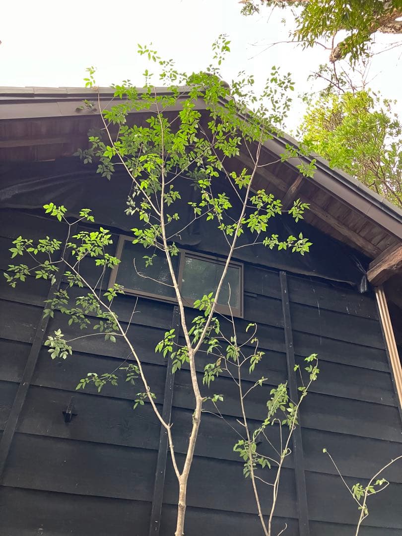 72 山採り　アオダモ