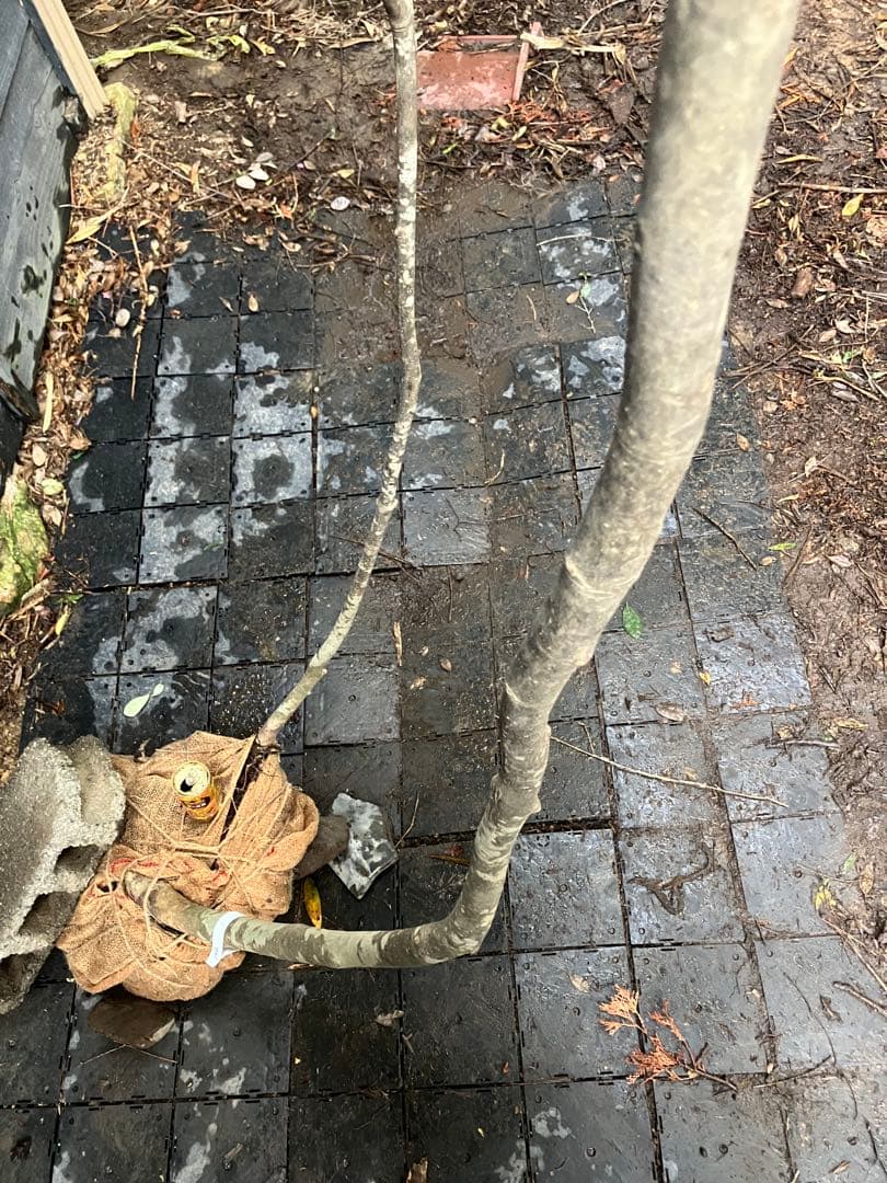 72 山採り　アオダモ