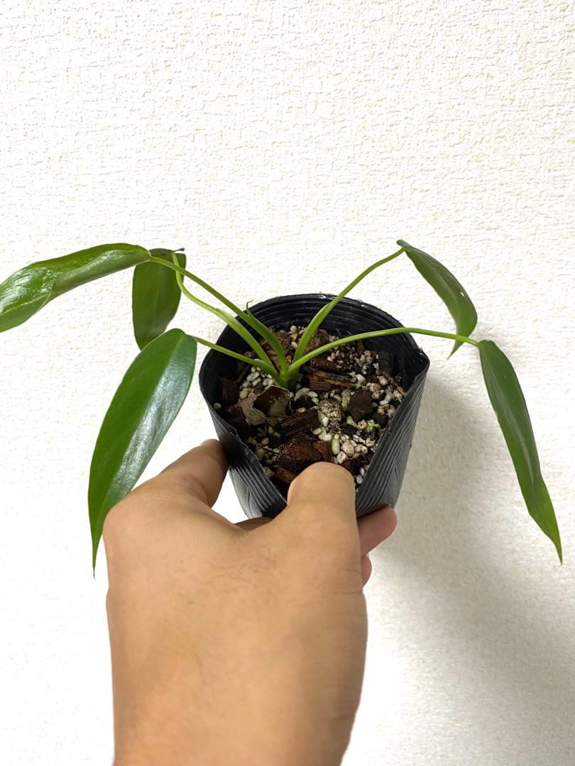 Philodendron “Spiritus sancti” スピリタスサンクチ