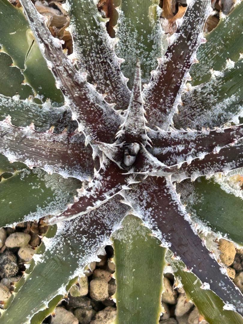 DBディッキア Dyckia Bill Baker hyb #109 ⑵