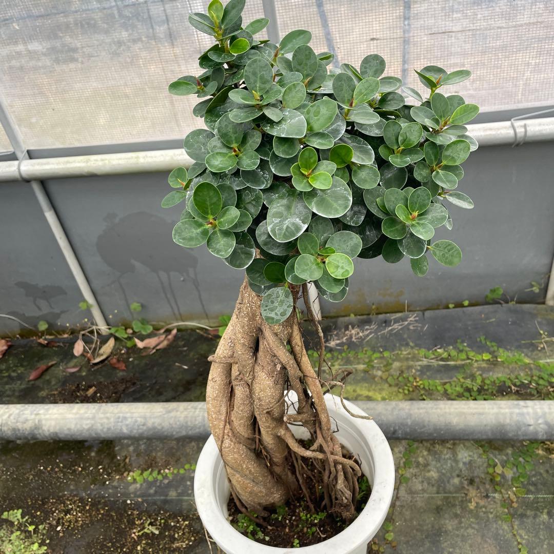 パンダガジュマル　コパンダ　接木　8号サイズ