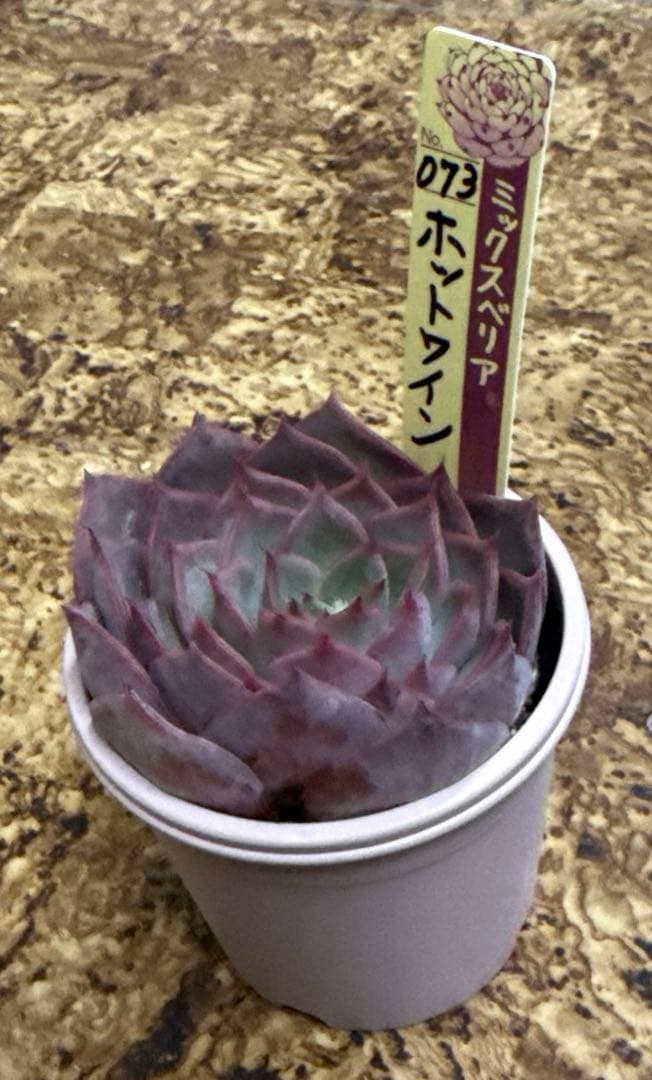 ミックスベリア　おらいさん苗　ホットワイン　札付き
