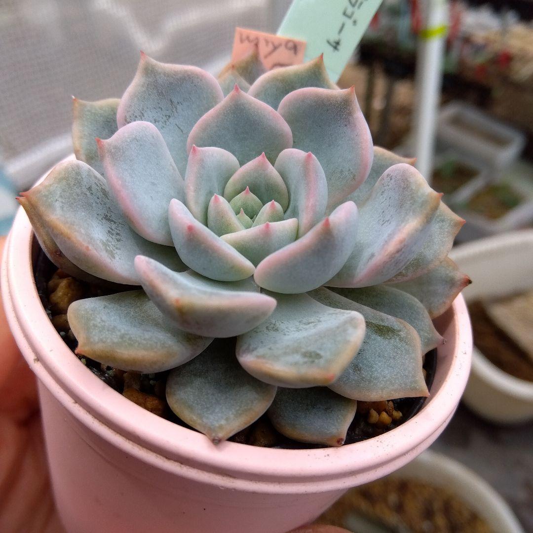 miyaさん✡️ピンザラ×ラウイ✡️ミヤ苗 多肉 抜き苗 寄せ植え