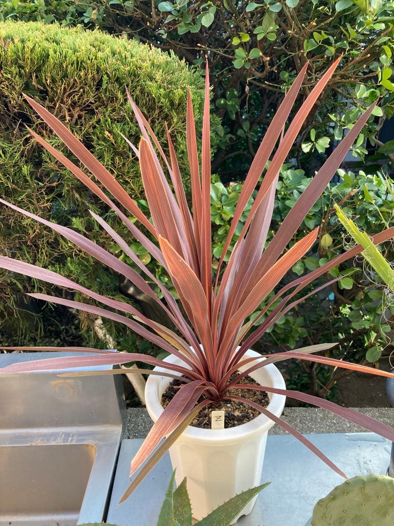 ドライガーデンＺセット鉢ごと配送致します。