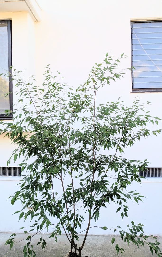 極美。山採りハイノキ。