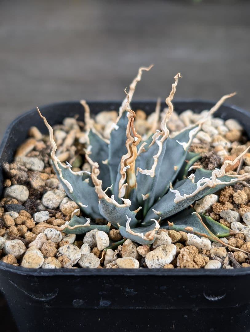 アガベ　エボリスピナ　実生　A129