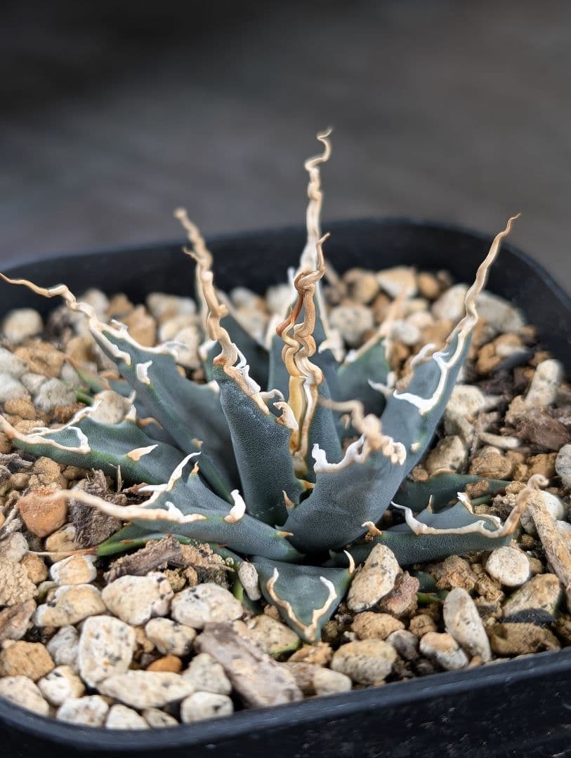 アガベ　エボリスピナ　実生　A129