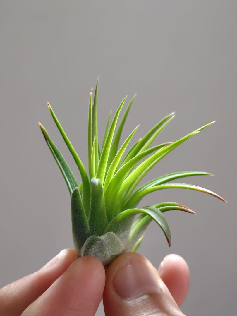 S*S様 イオナンタ ヘッジホッグ from TI