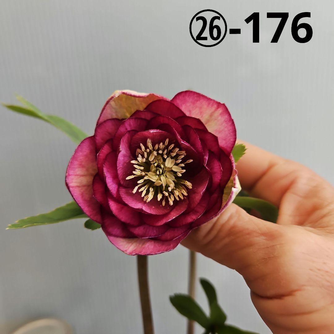 ㉖-176クリスマスローズ