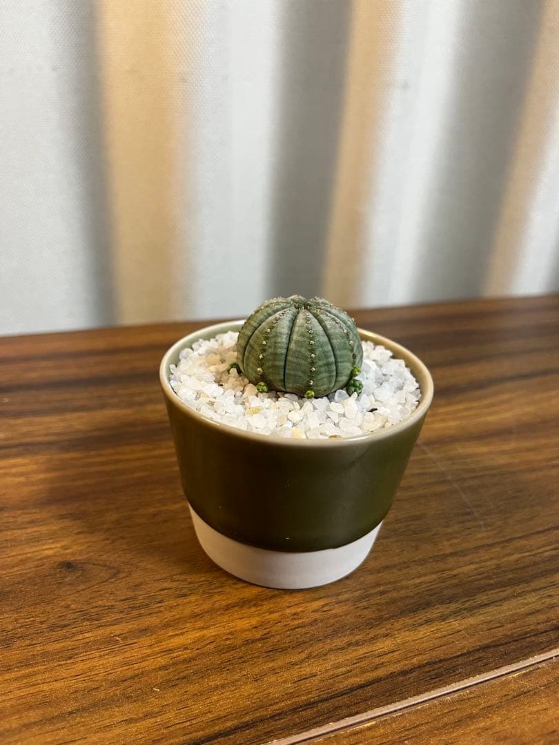 極レア ユーフォルビア オベサ 子吹き 特白