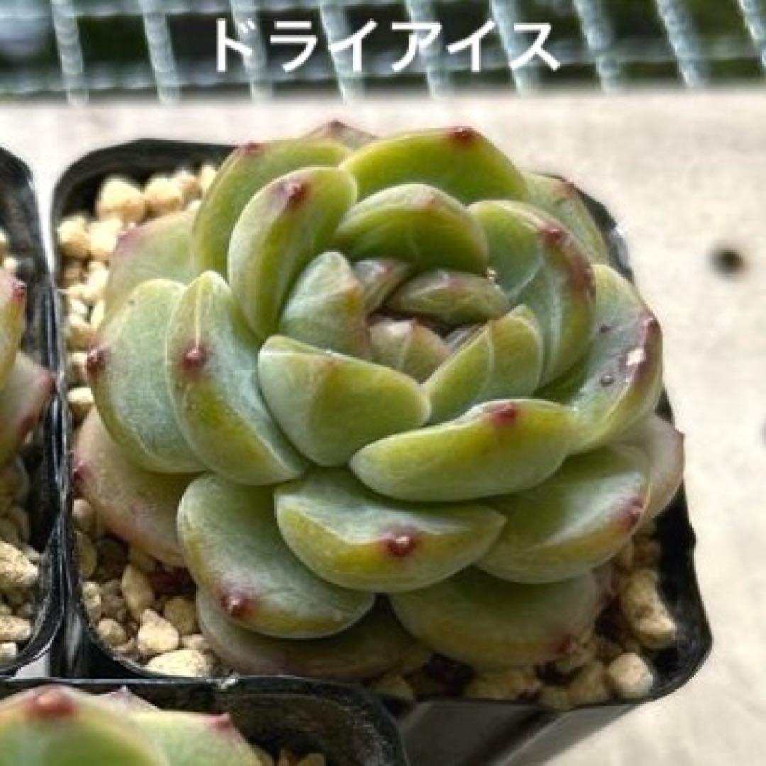 ෆ˚*感謝セールෆ˚* ドライアイス 1苗 抜き苗 寄せ植え 多肉植物