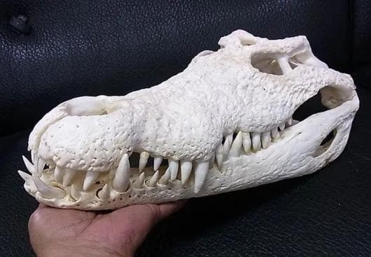 貴重！迫力サイス！ 51ｃｍ ナイルワニ （Nile crocodile） 頭骨