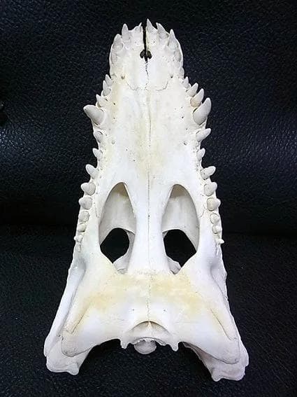 貴重！迫力サイス！ 51ｃｍ ナイルワニ （Nile crocodile） 頭骨