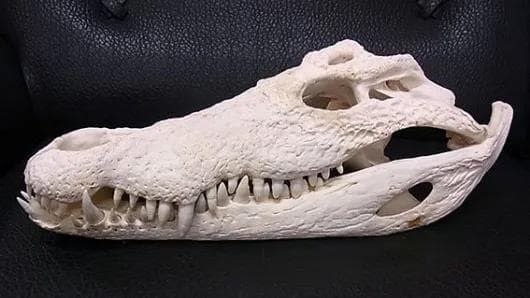 貴重！迫力サイス！ 51ｃｍ ナイルワニ （Nile crocodile） 頭骨