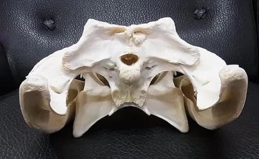 貴重！迫力サイス！ 51ｃｍ ナイルワニ （Nile crocodile） 頭骨