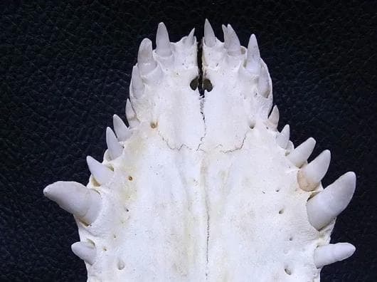 貴重！迫力サイス！ 51ｃｍ ナイルワニ （Nile crocodile） 頭骨