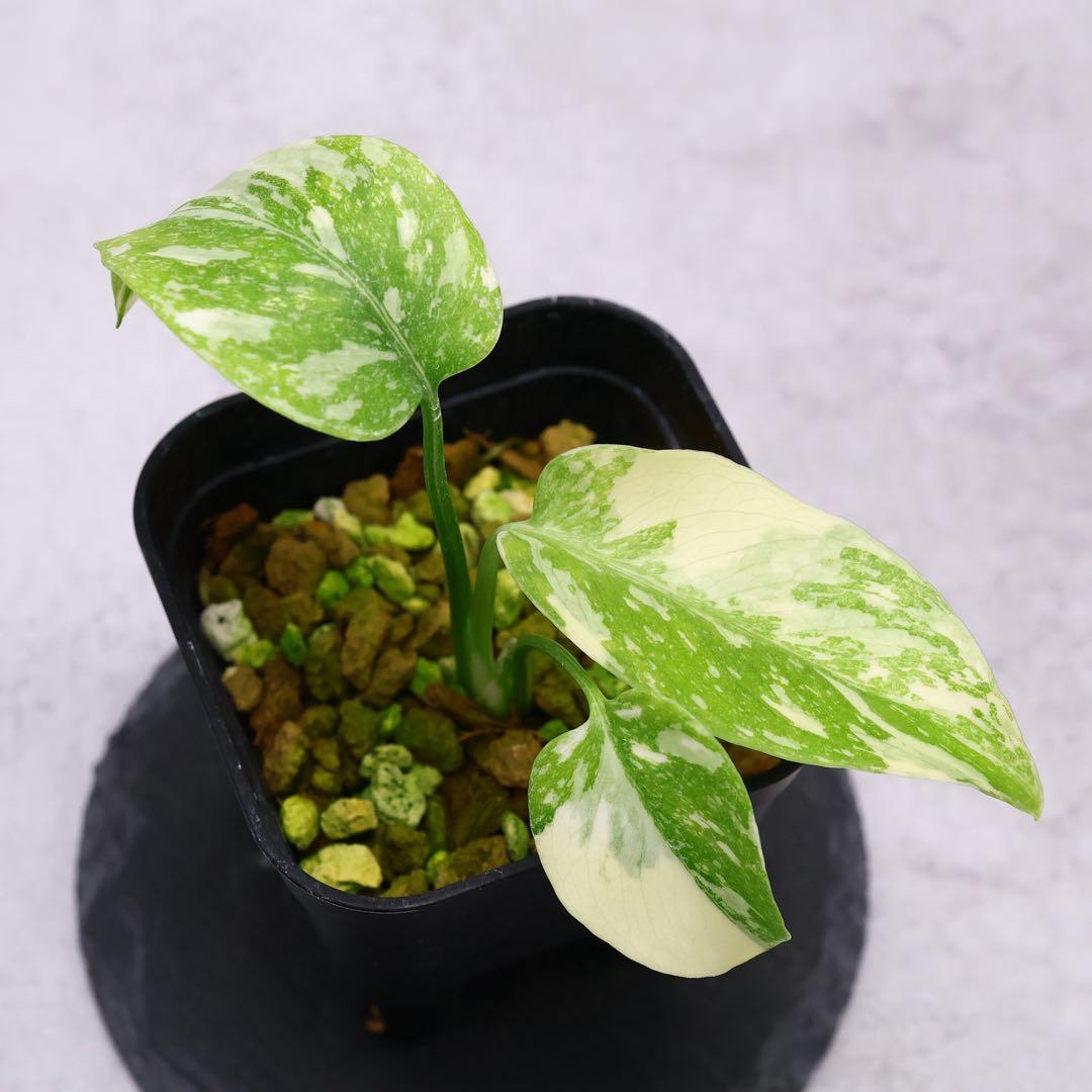 モンステラ デリシオーサ クリームチーズ 斑入り