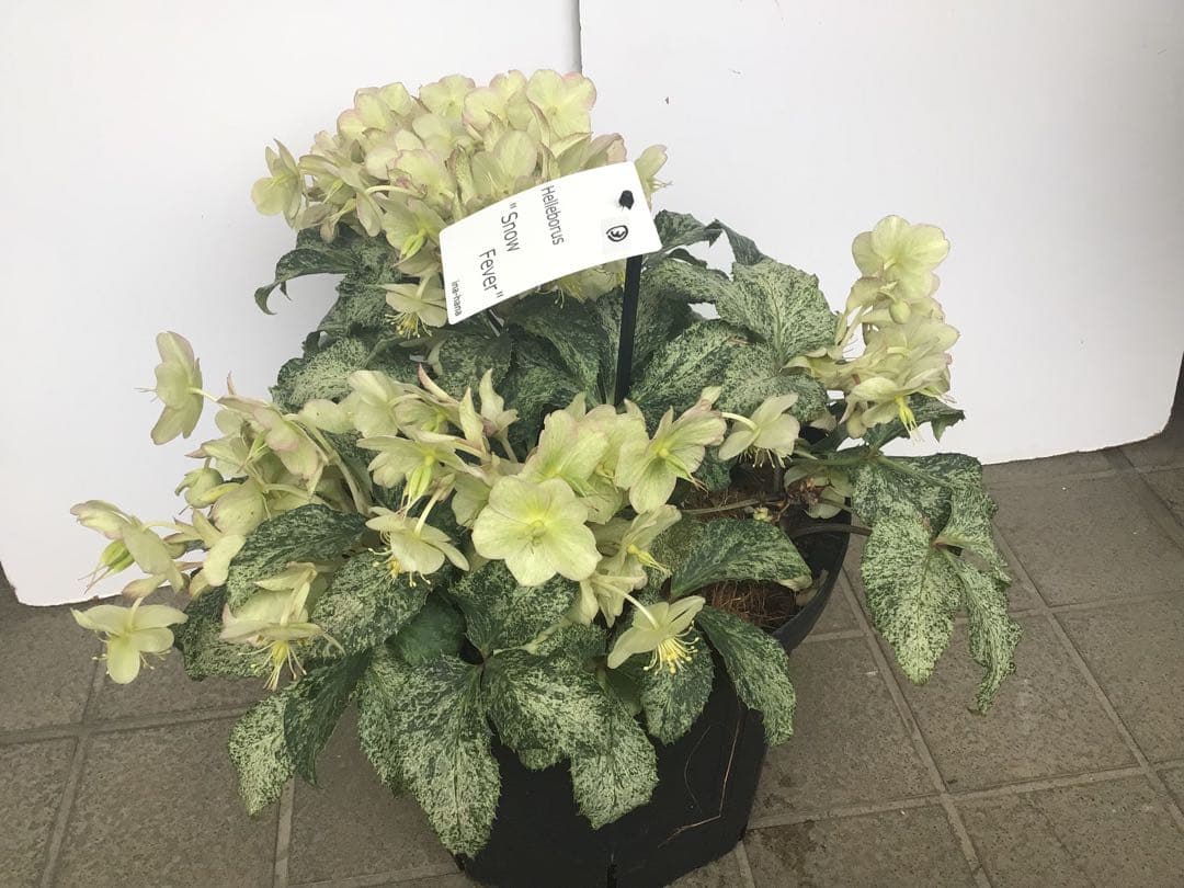 ③ 定価の5000円引きでの販売‼︎ 5年物のクリスマスローズ・スノーフィーバー