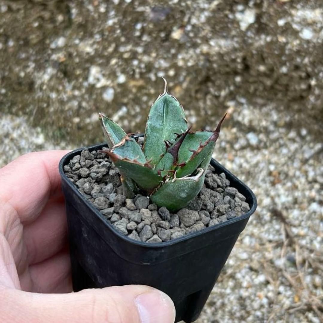 アガベ チタノタ　巌流　巌竜　国産古株　子株