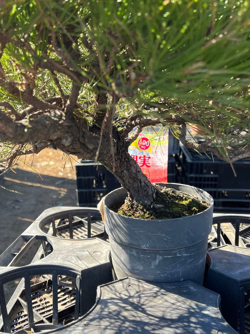 黒松盆栽　中品 格安セール　115