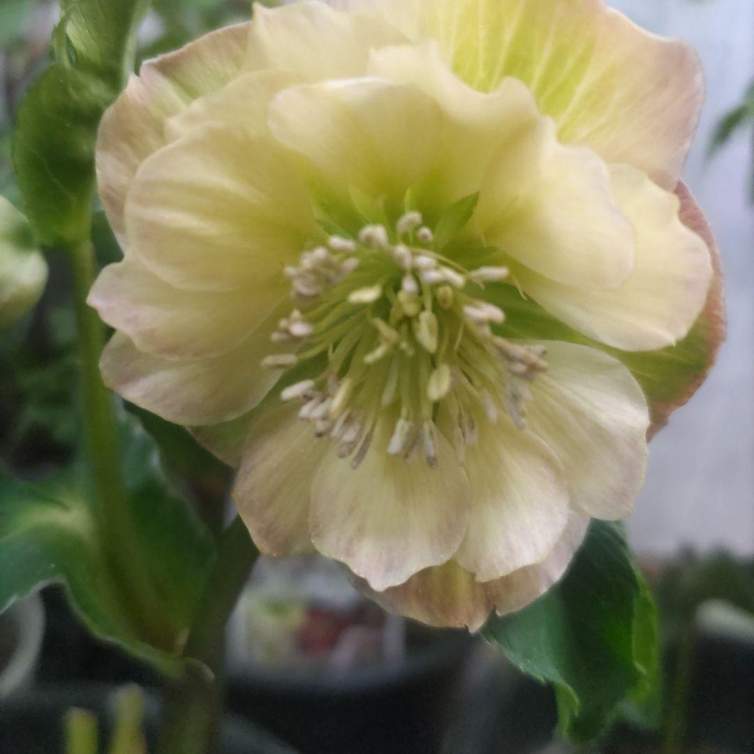 ７日入荷⭐️クリスマスローズダブル咲き⭐️８鉢セット