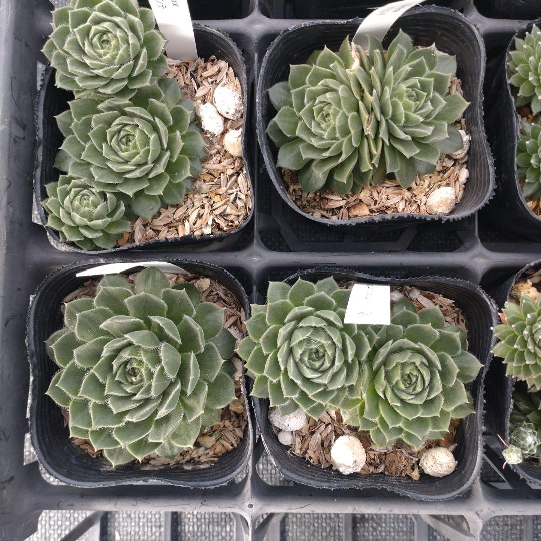 1ポット410円〜 センペルビウム26年1月 その3