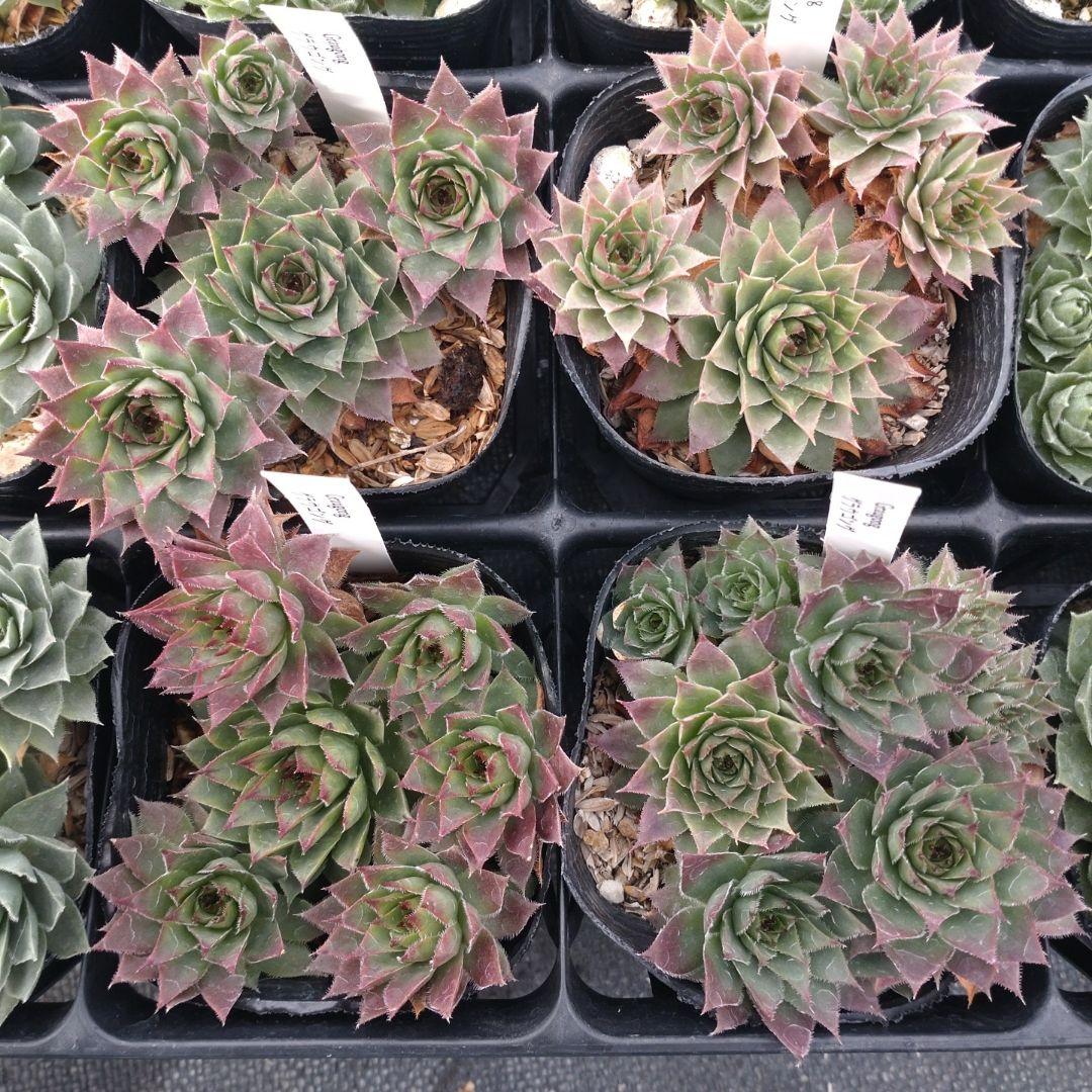 1ポット410円〜 センペルビウム26年1月 その3