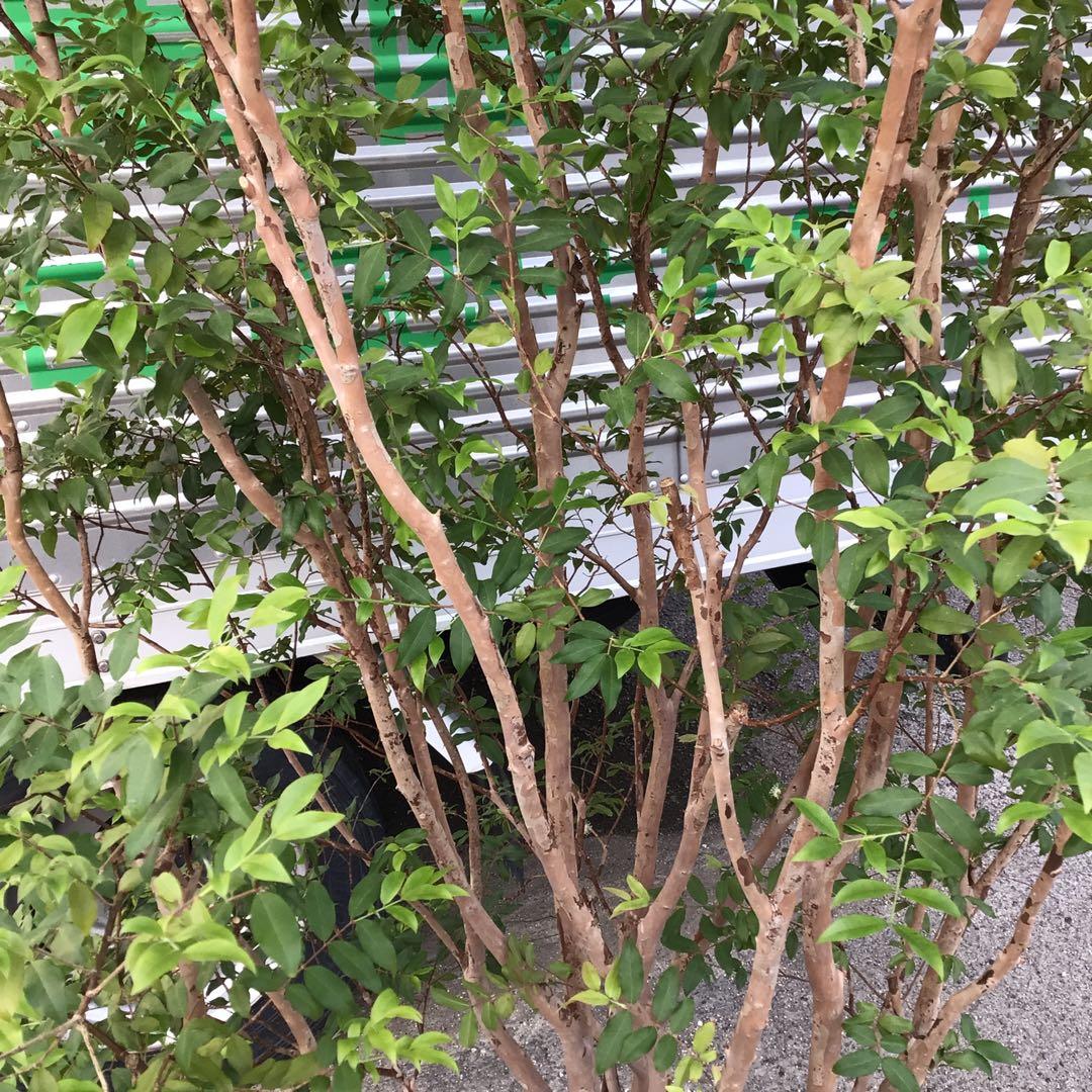 ジャボチカバ　小葉種