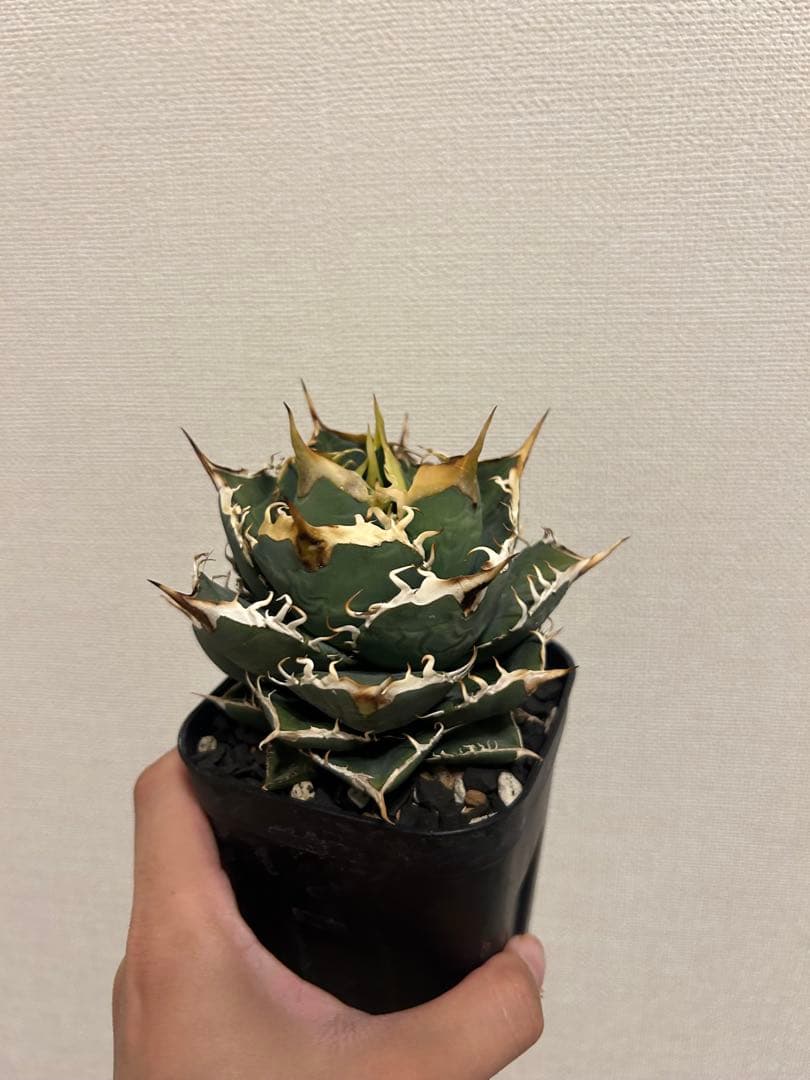 アガベ　オテロイ　実生選抜