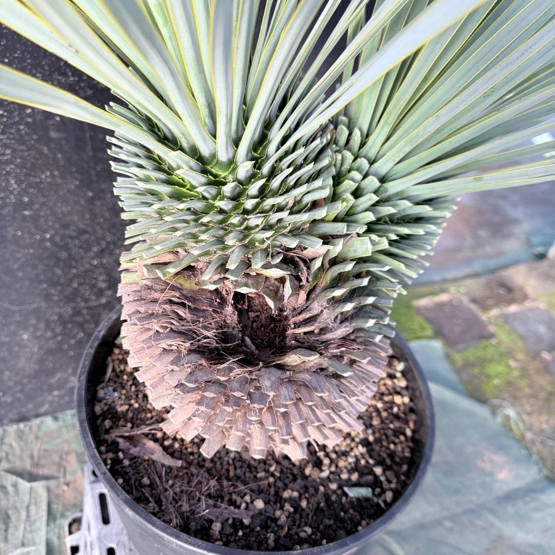 【AL1111】ユッカ　ロストラータ　超希少の頂上分頭　エキゾチック個体