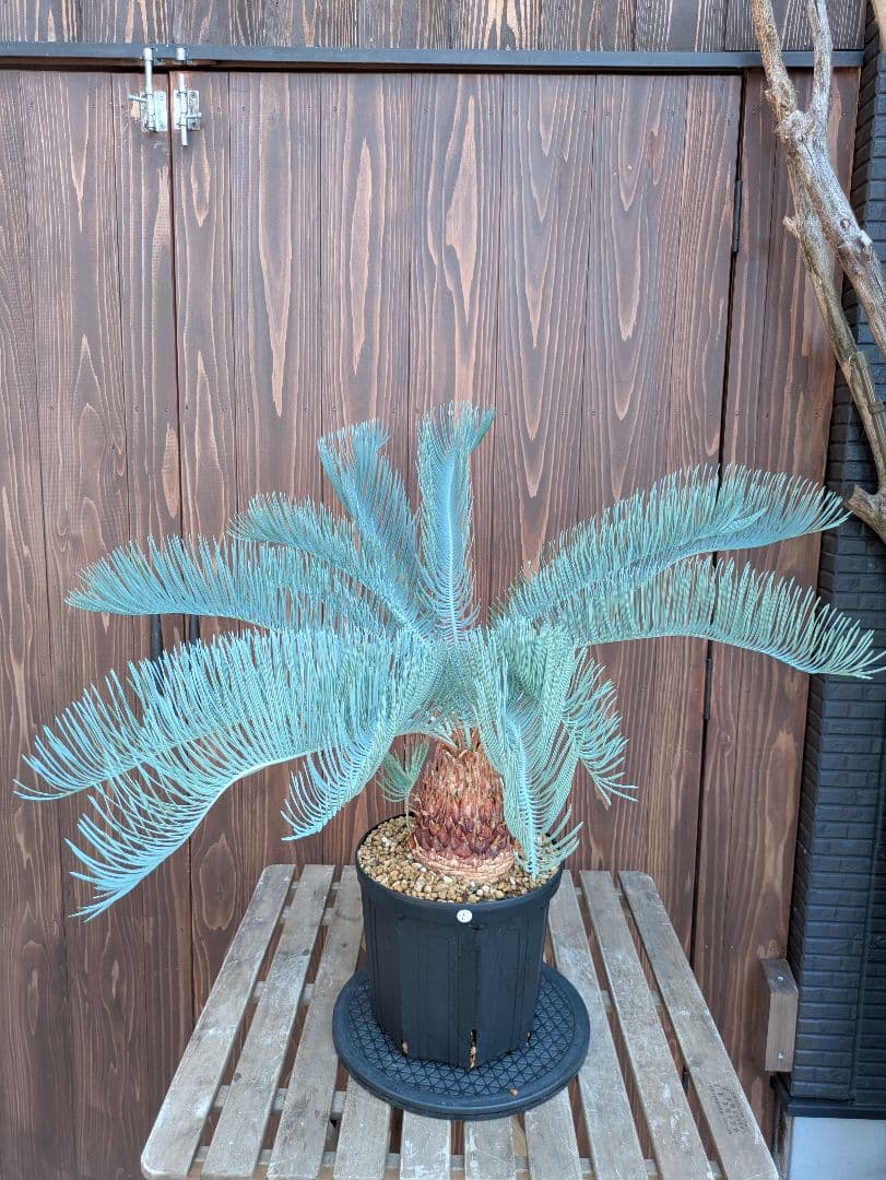 サイカス カイルンシアナ 3頭 カキコ付き スーパーブルー