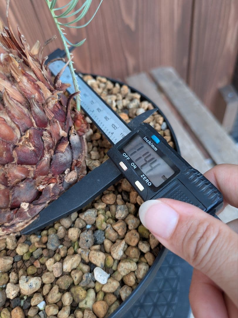 サイカス カイルンシアナ 3頭 カキコ付き スーパーブルー