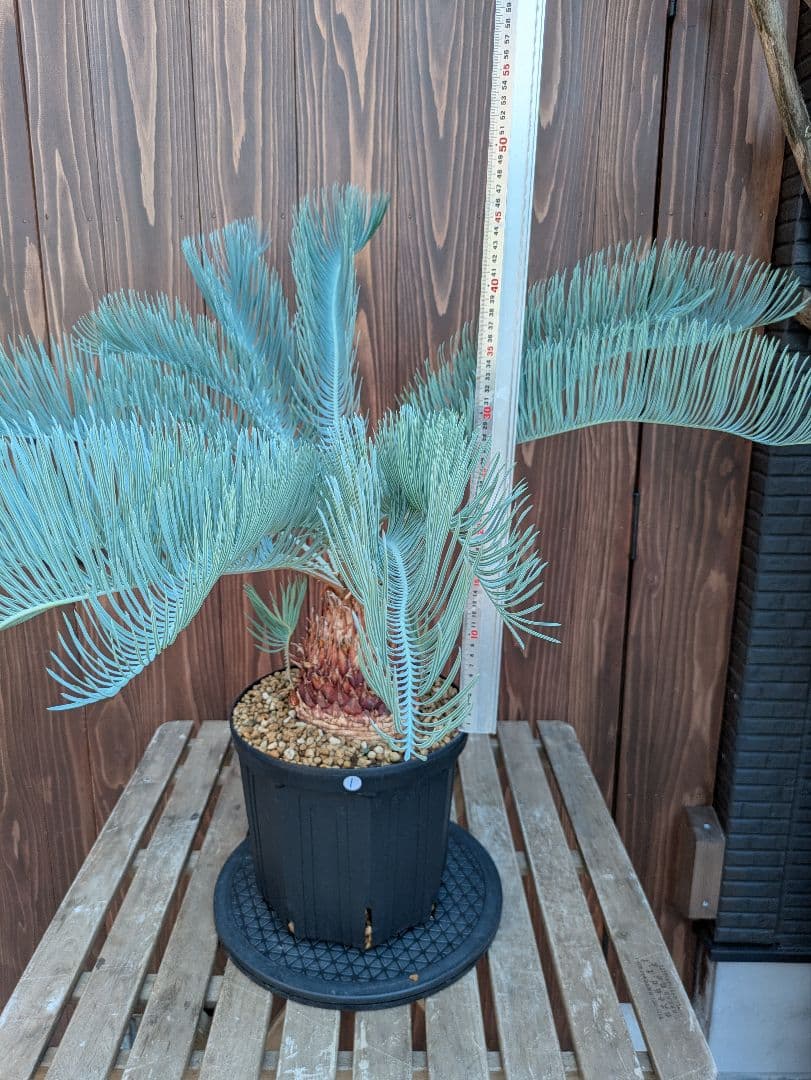 サイカス カイルンシアナ 3頭 カキコ付き スーパーブルー