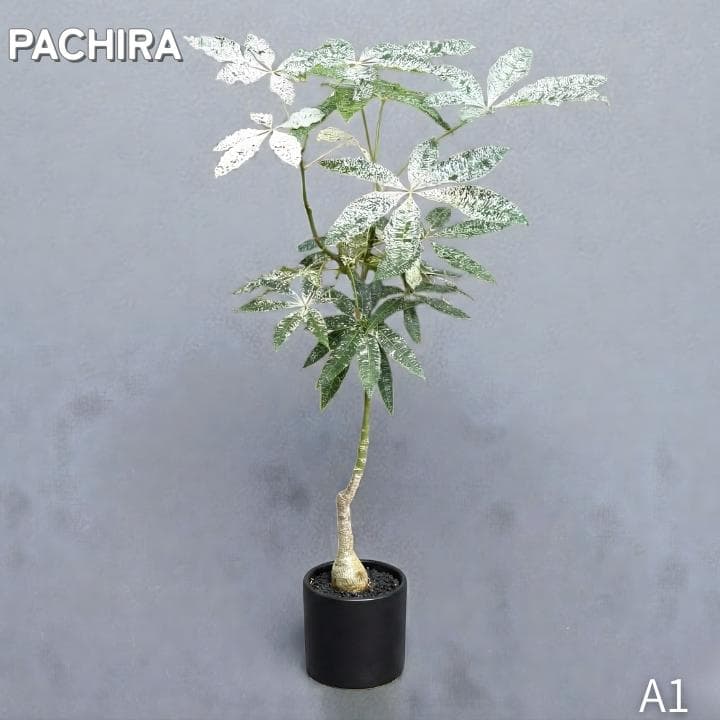 パキラ ミルキーウェイ｜高さ約130cm・6号鉢・A1｜存在感のある大型株