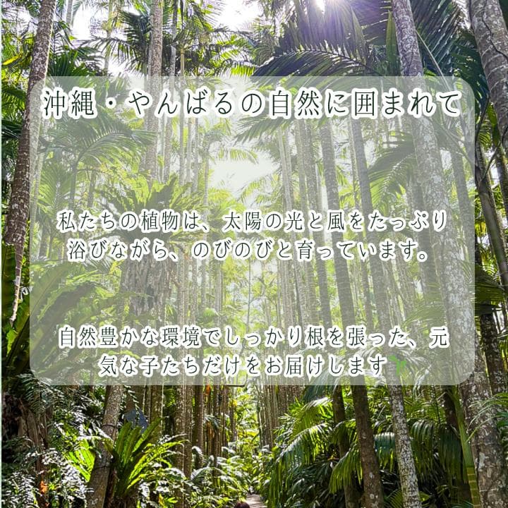 パキラ ミルキーウェイ｜高さ約130cm・6号鉢・A1｜存在感のある大型株