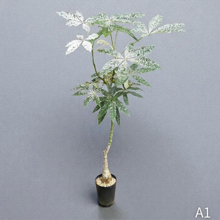 パキラ ミルキーウェイ｜高さ約130cm・6号鉢・A1｜存在感のある大型株