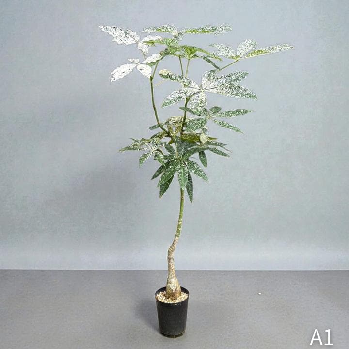 パキラ ミルキーウェイ｜高さ約130cm・6号鉢・A1｜存在感のある大型株