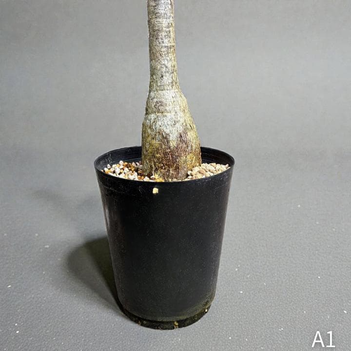 パキラ ミルキーウェイ｜高さ約130cm・6号鉢・A1｜存在感のある大型株