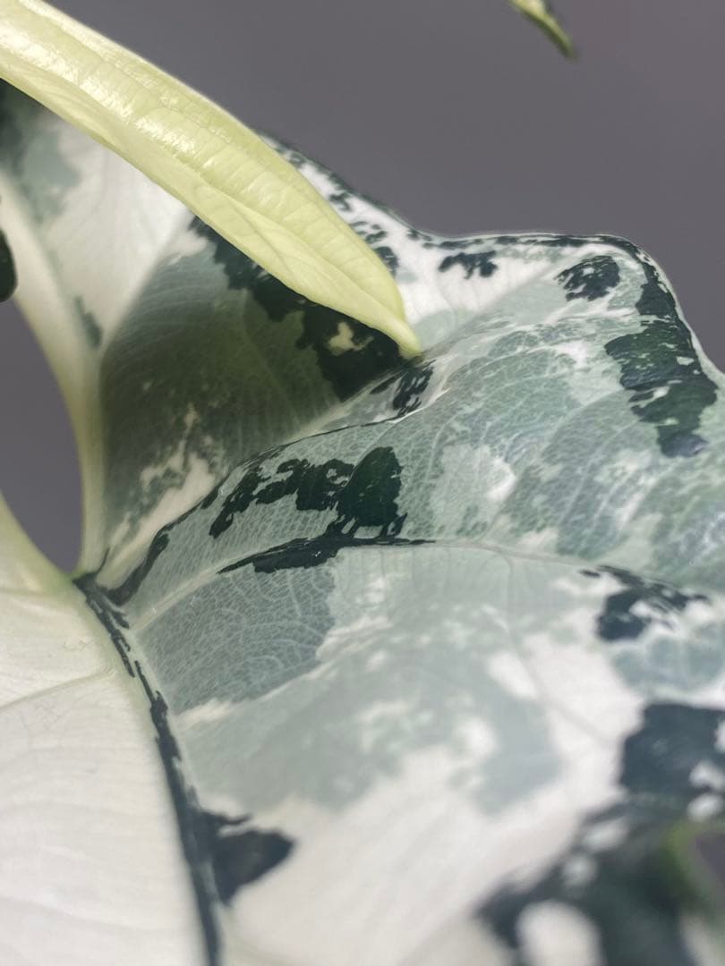 【超希少極斑‼️】アロカシア　シンポ　アルボ　斑入り　希少　レア　人気　メルカリ便