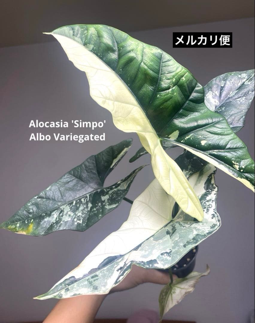【超希少極斑‼️】アロカシア　シンポ　アルボ　斑入り　希少　レア　人気　メルカリ便
