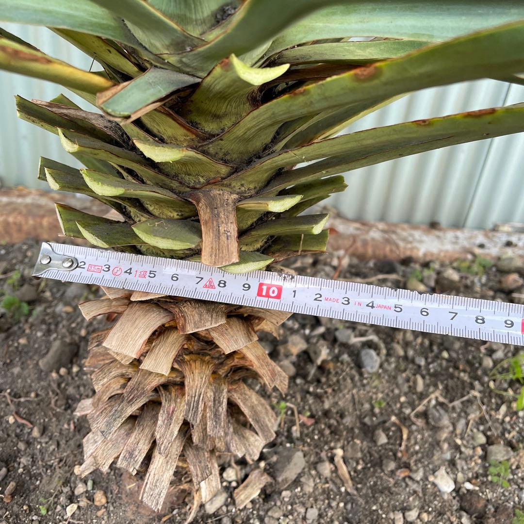 ユッカグロリオサ70cm (開花後)