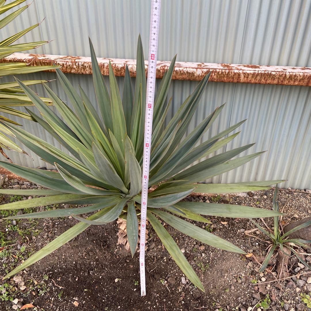 ユッカグロリオサ70cm (開花後)