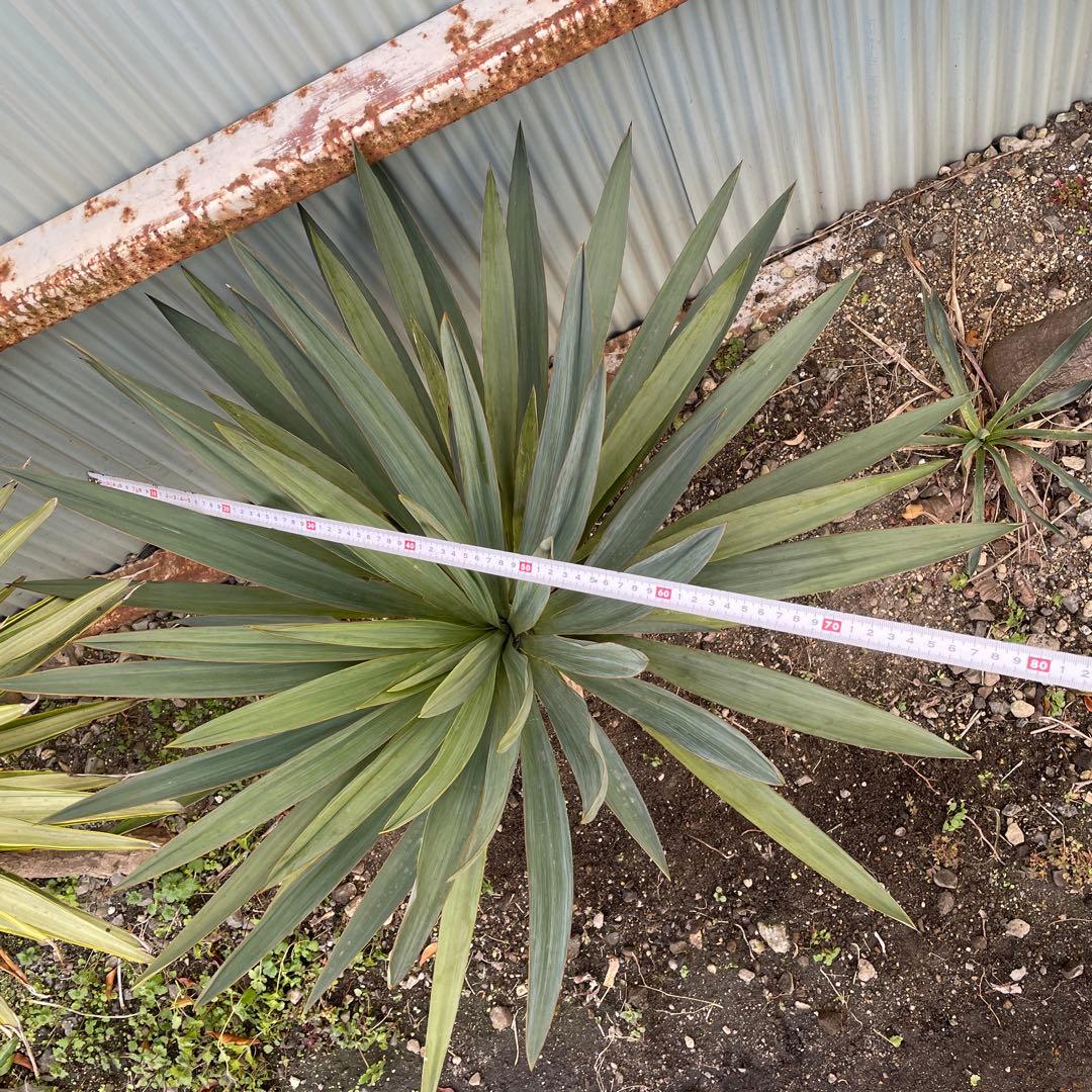 ユッカグロリオサ70cm (開花後)