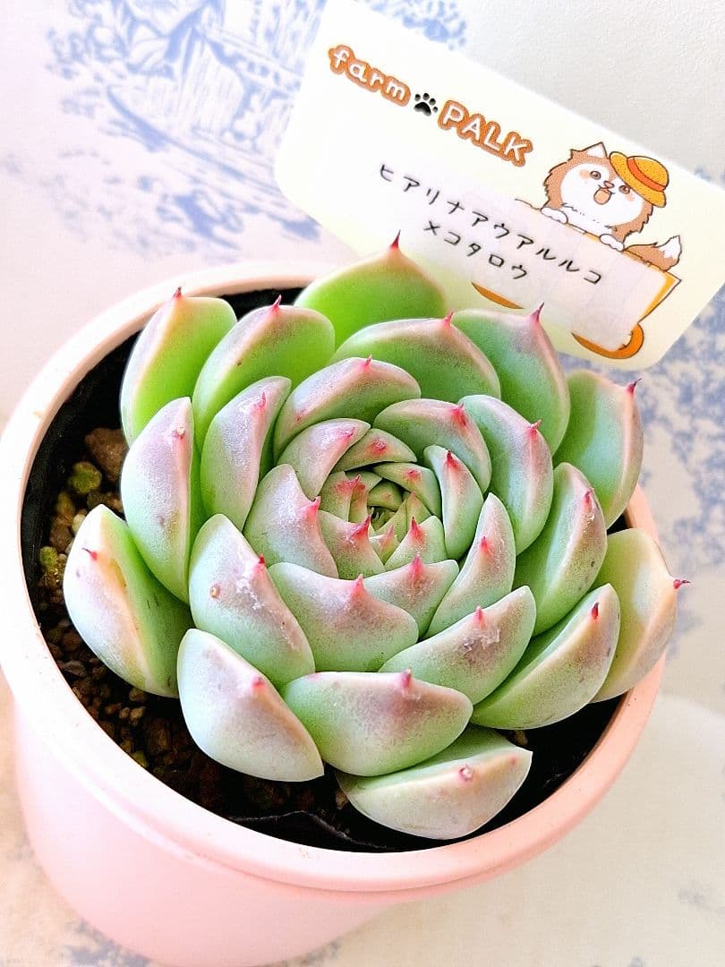 ꕤclara*様 リクエスト 4点 まとめ商品