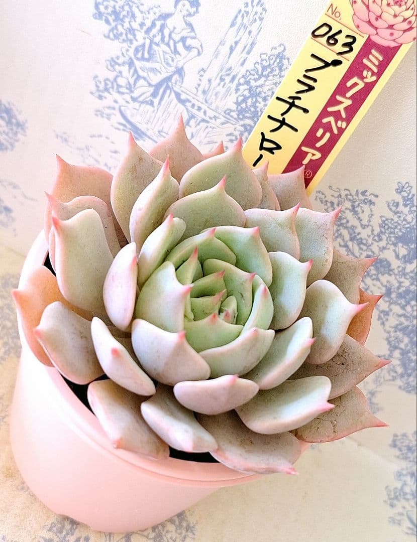 ꕤclara*様 リクエスト 4点 まとめ商品