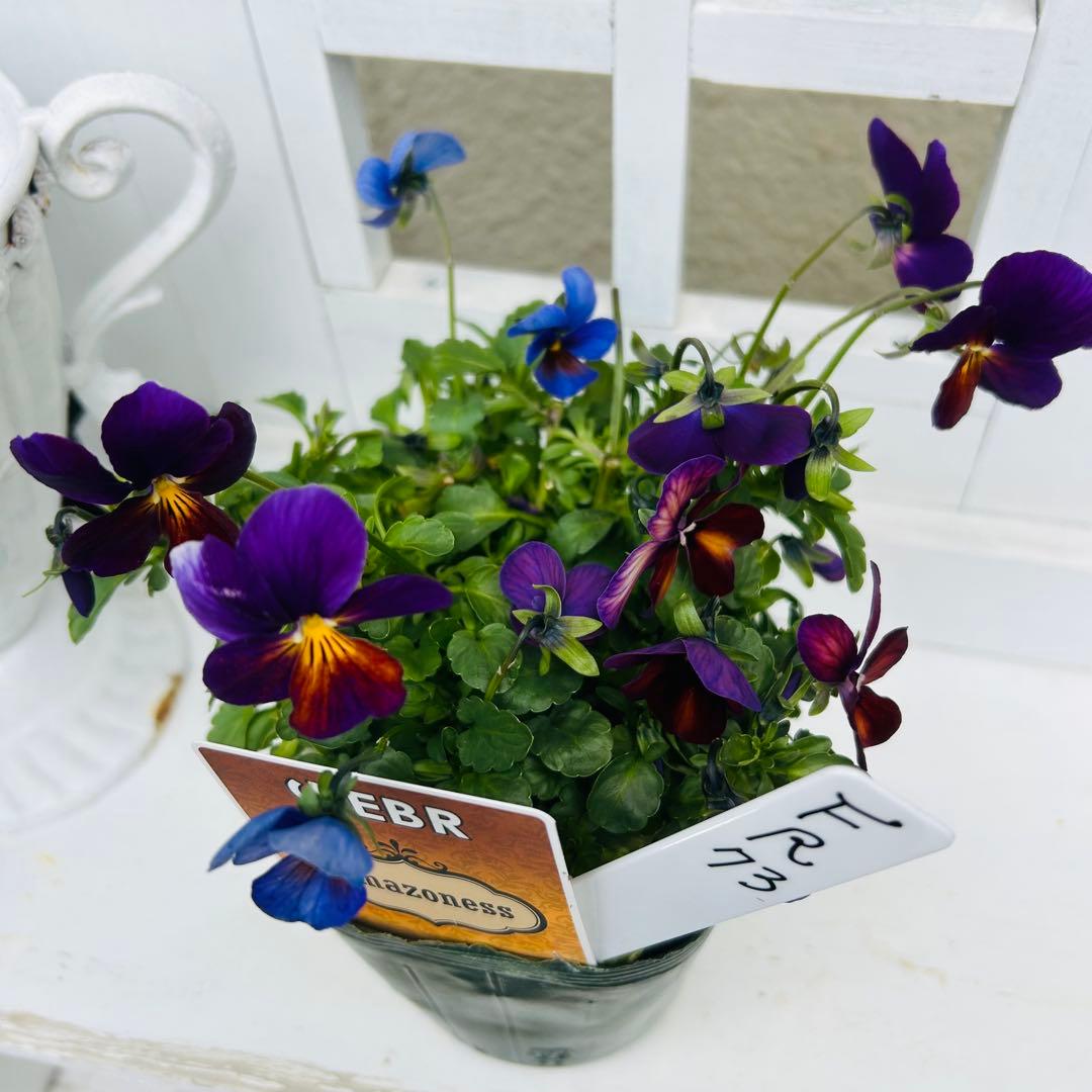 専用 ＦＲ７２♥ゲブラナガトヨ　アマゾネス♥花苗ポットごと発送♥