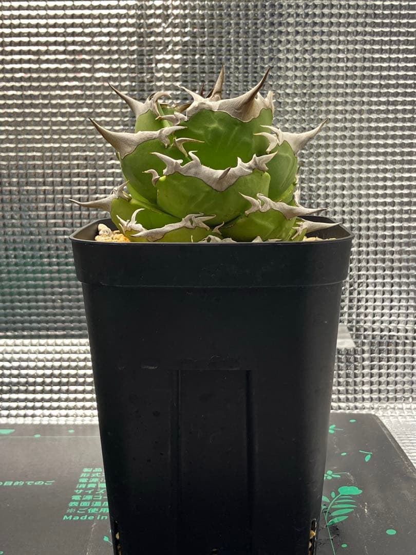 白犀牛　アガベ　中株③