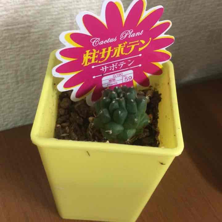 サボテン
